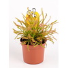 Drosera | zonnedauw | 9 cm pot | ca. 20 cm hoog