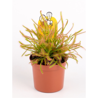 Drosera | zonnedauw vleesetende terrariumplant en kamerplant | 9 cm pot | hoogte bij levering ca. 20 cm