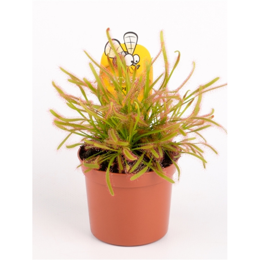 Drosera | zonnedauw vleesetende terrariumplant en kamerplant | 9 cm pot | hoogte bij levering ca. 20 cm