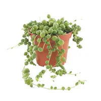 Senecio rowleyanus | erwtenplant voor open terrarium en woonkamer | 10 cm pot