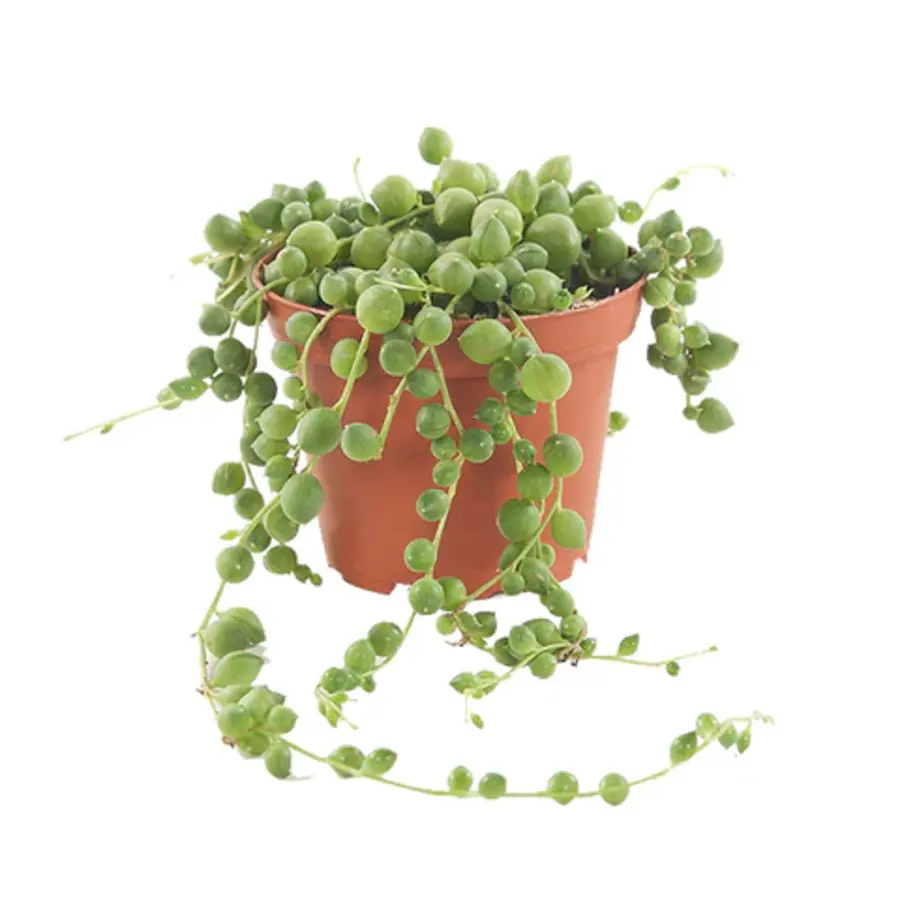 Senecio rowleyanus | erwtenplant voor open terrarium en woonkamer | 10 cm pot
