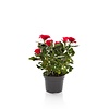 Rosa Hot Jewel kamerroos | 10 cm pot | 25 cm hoog