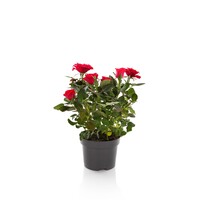 Rosa Hot Jewel kamerroos in 10 cm pot | 25 cm hoog | rode miniroos voor binnen en buiten