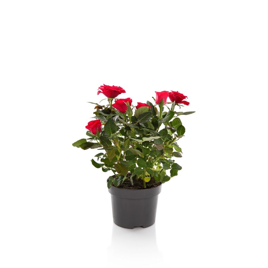 Rosa Hot Jewel kamerroos in 10 cm pot | 25 cm hoog | rode miniroos voor binnen en buiten