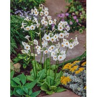 Primula japonica Alba | Japanse Sleutelbloem |In 9CM pot