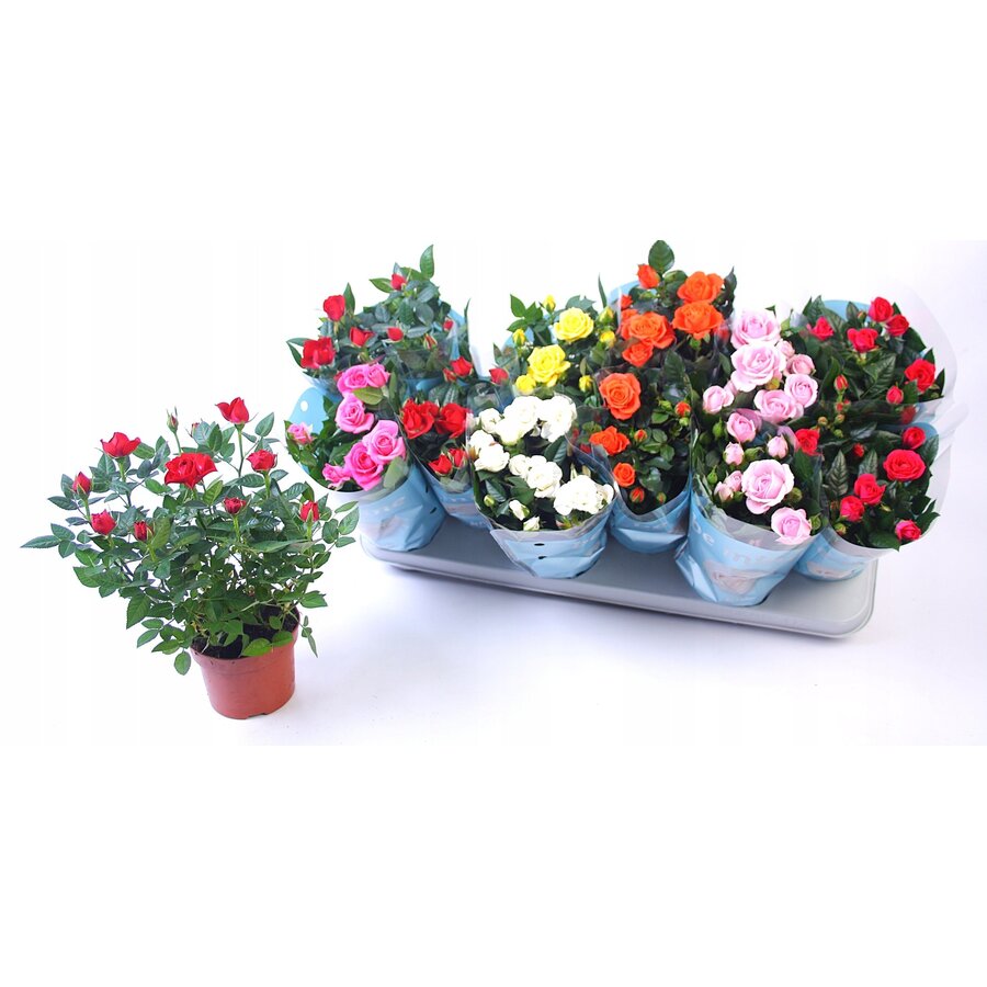 Rosa Beau Monde gemengde kleuren | miniroos per stuk | 10,5 cm pot | ca. 25 cm hoog | bij meerdere ontvang je zo veel mogelijk kleuren