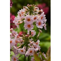 Primula japonica Appleblossom | Japanse sleutelbloem AppleBlossom | In 9CM pot
