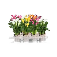 Zantedeschia | bloeiende kamerplant | 13 cm pot | 50 cm hoog