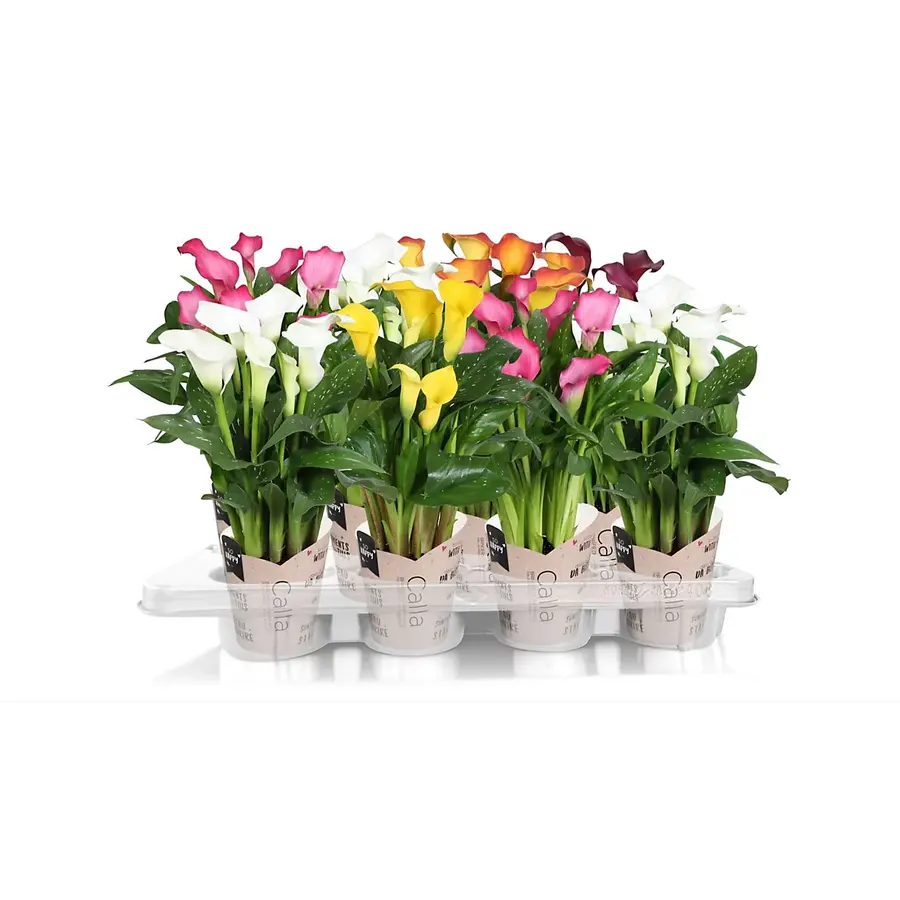 Zantedeschia | bloeiende kamerplant | 13 cm pot | 50 cm hoog