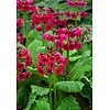 Primula japonica Millers Crimson | Sleutelbloem 'Miller’s Crimson' | In 9CM pot