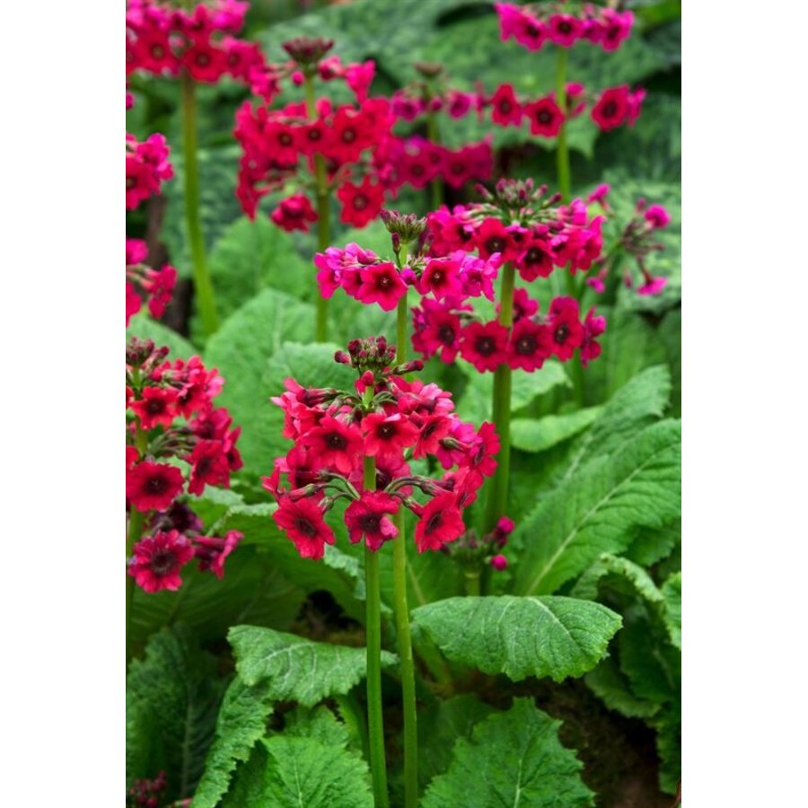 Primula japonica Millers Crimson | Sleutelbloem 'Miller’s Crimson' | In 9CM pot