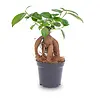 Ficus microcarpa 'Ginseng' | 9 cm pot | 20 cm hoog