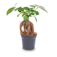 Ficus microcarpa 'Ginseng' | bonsai look voor open terrarium, plantenkast en woonkamer | 9 cm pot | 20 cm hoog