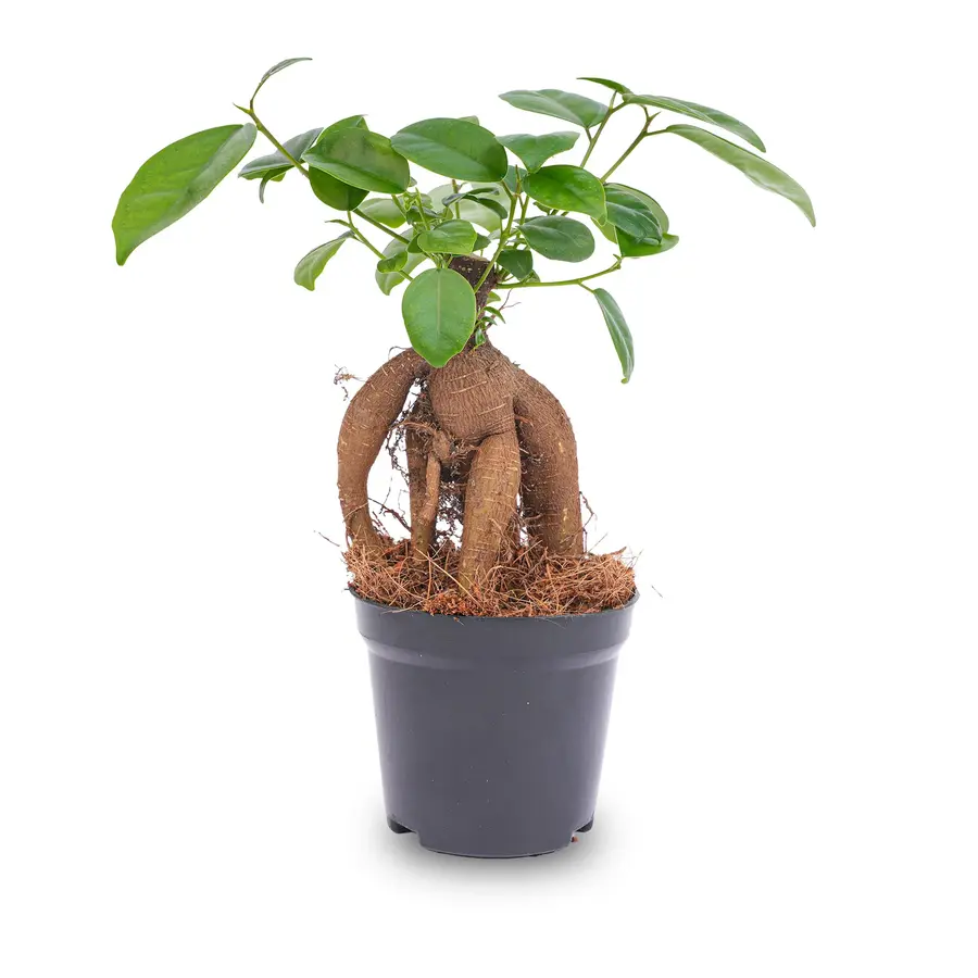 Ficus microcarpa 'Ginseng' | bonsai look voor open terrarium, plantenkast en woonkamer | 9 cm pot | 20 cm hoog
