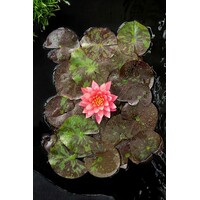 Nymphaea Wanvisa | Waterlelie | In 11CM pot