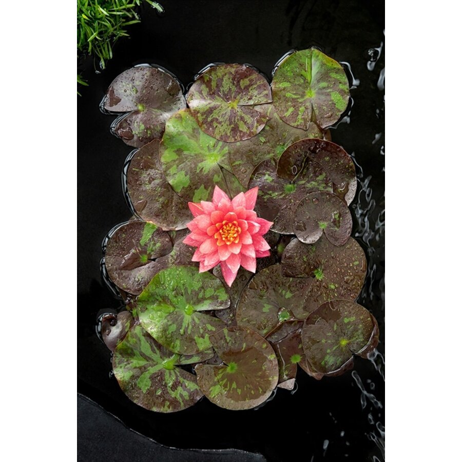 Nymphaea Wanvisa | Waterlelie | In 11CM pot