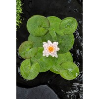 Nymphaea Venusta | Waterlelie | In 11CM pot