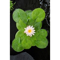 Nymphaea Ray Davies | Waterlelie | In 11CM pot