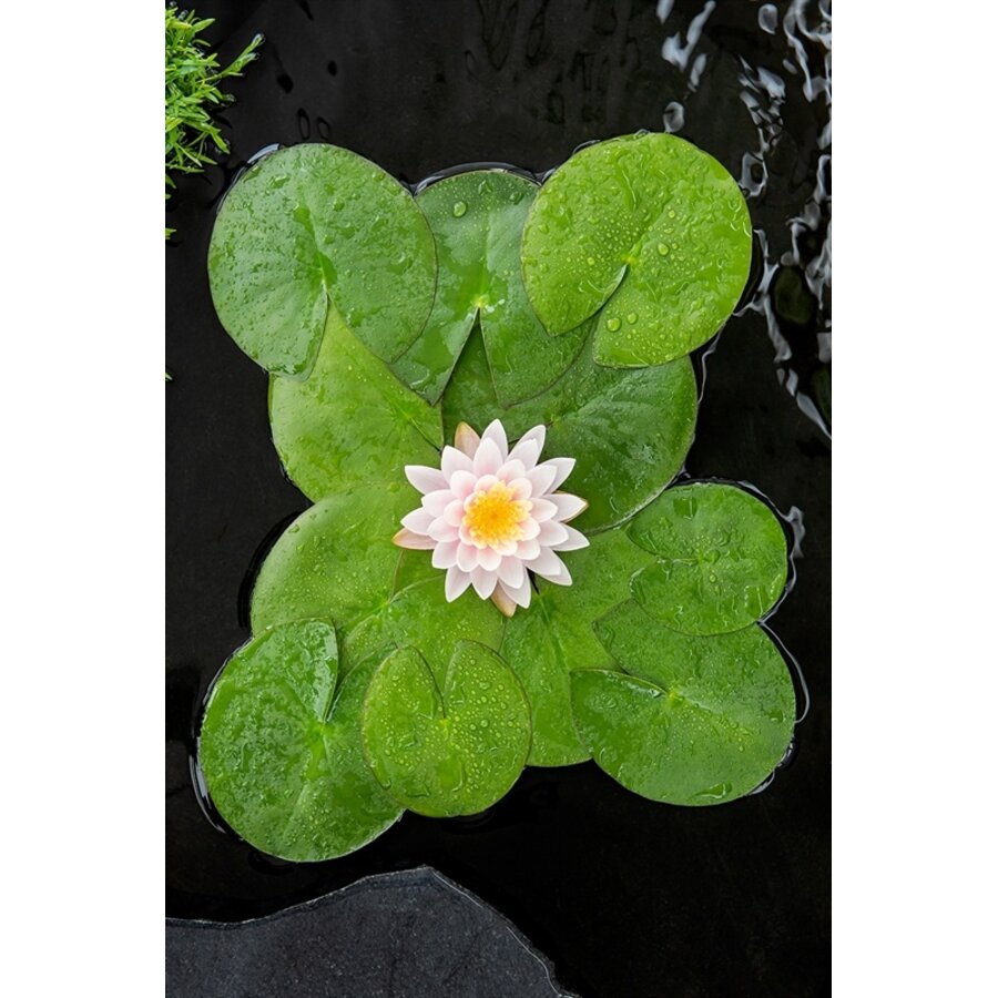 Nymphaea Ray Davies | Waterlelie | In 11CM pot