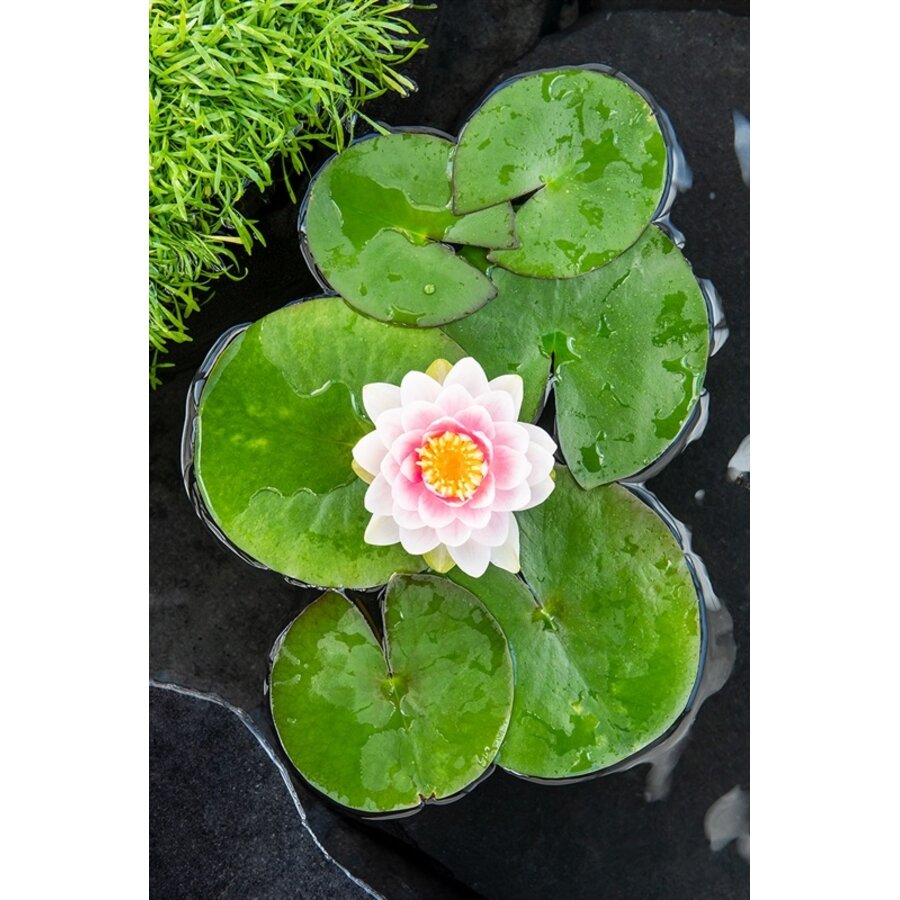 Nymphaea M’d Wilfron Gonnere | Waterlelie | In 11CM pot