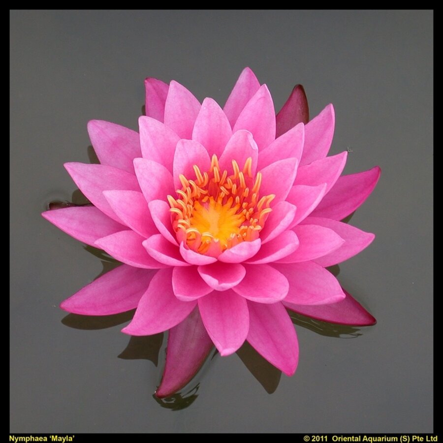 Nymphaea Mayla | Waterlelie | In 11CM pot