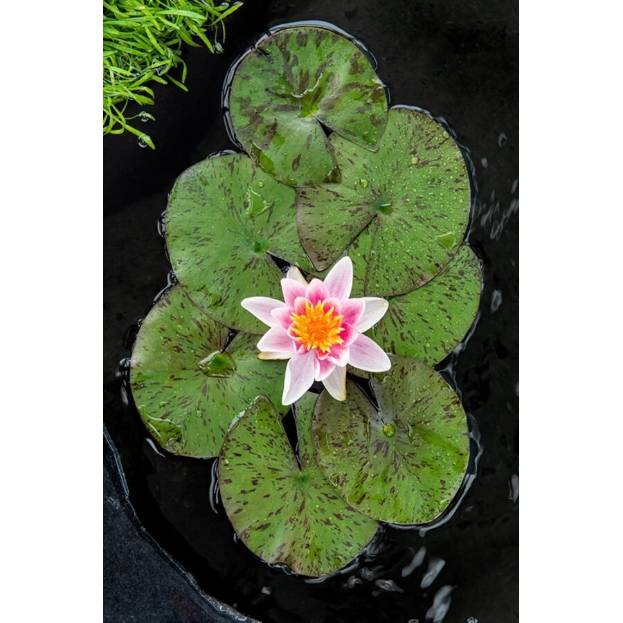 Nymphaea Laydekeri Lilacea | Waterlelie | In 11CM pot