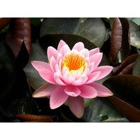 Nymphaea Fabiola | Waterlelie | In 11CM pot