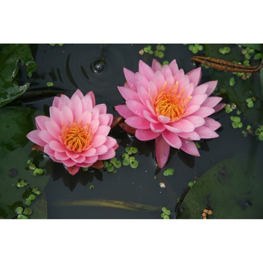 Nymphaea American Star | Waterlelie | In 11CM pot
