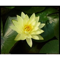 Nymphaea Yellow Sensation | Waterlelie | In 11CM pot