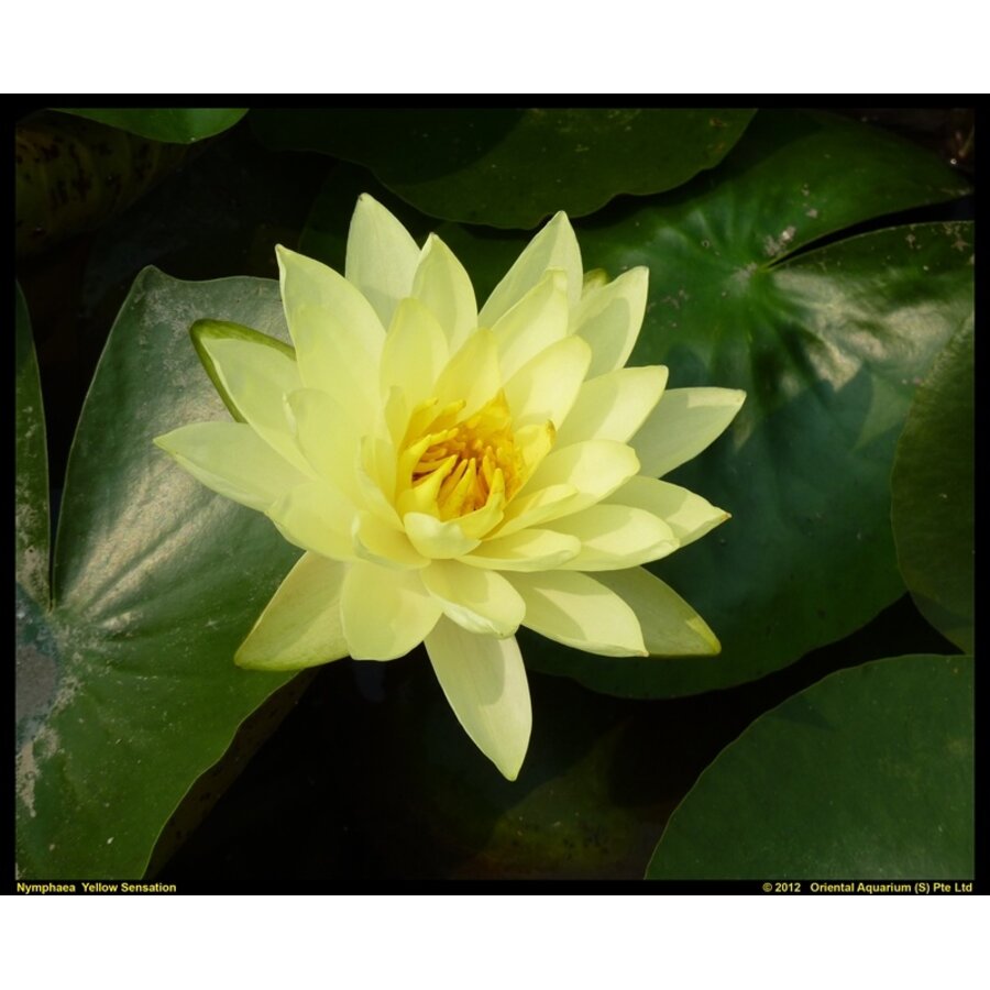 Nymphaea Yellow Sensation | Waterlelie | In 11CM pot