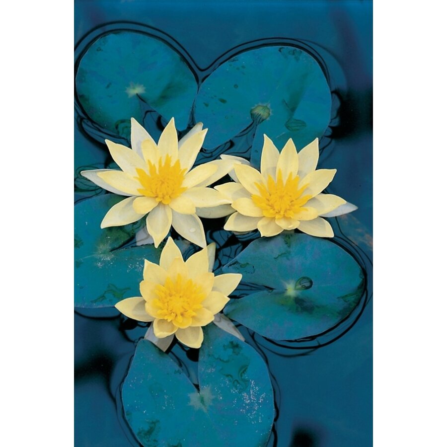Nymphaea Sulphurea | Waterlelie | In 11CM pot