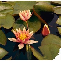 Nymphaea Sioux | Waterlelie | In 11CM pot