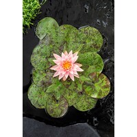 Nymphaea Colorado | Waterlelie | In 11CM pot
