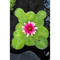 Nymphaea Escarboucle | Waterlelie | In 11CM pot