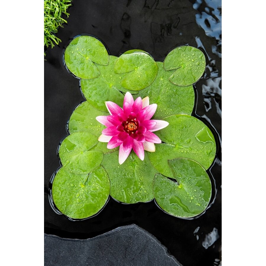 Nymphaea Escarboucle | Waterlelie | In 11CM pot