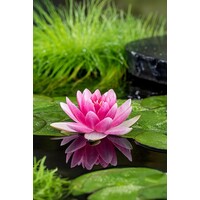 Nymphaea Charles de Meurville | Waterlelie | In 11CM pot