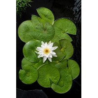 Nymphaea Marliacea Albida | Waterlelie | In 11CM pot