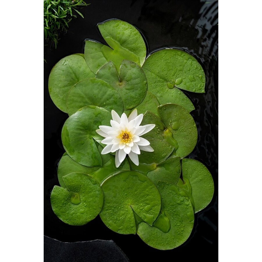 Nymphaea Marliacea Albida | Waterlelie | In 11CM pot
