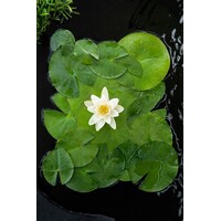 Nymphaea Albatros | Waterlelie | In 11CM pot