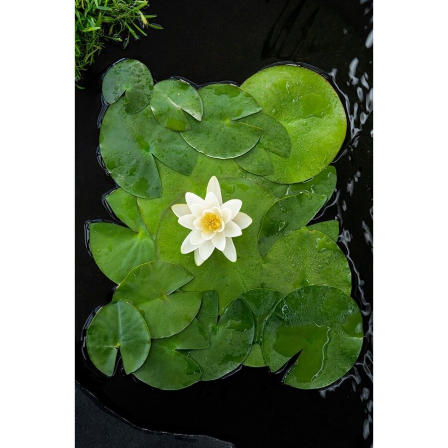 Nymphaea Albatros | Waterlelie | In 11CM pot