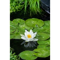 Nymphaea Alba | Waterlelie | In 11CM pot