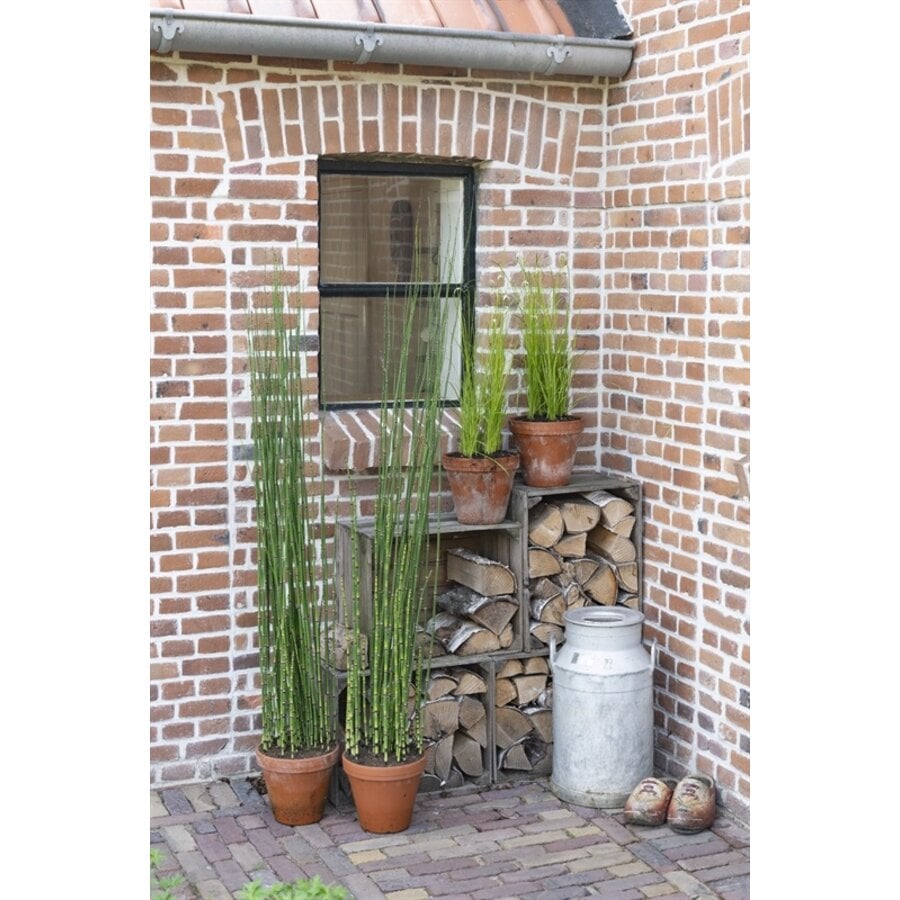 Equisetum Japonica | Japanse Holpijp | in Terracotta pot