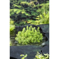 Myriophyllum Crispata | Vederkruid | In 25CM Mand