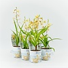 Bletilla geel | 20 cm hoog | 12 cm pot