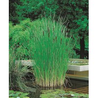 Typha Angustifolia | Kleine Lisdodde | In 25CM Mand Kant en Klaar