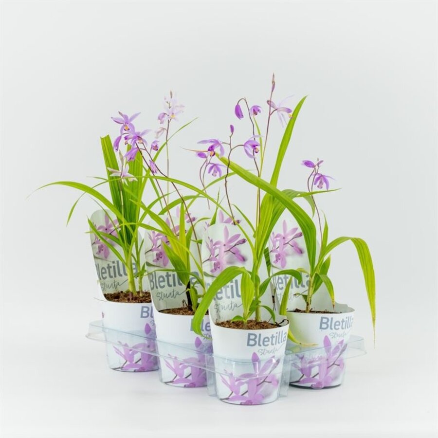 Bletilla striata roze | Japanse orchidee | 12 cm pot | ± 20 cm bij levering