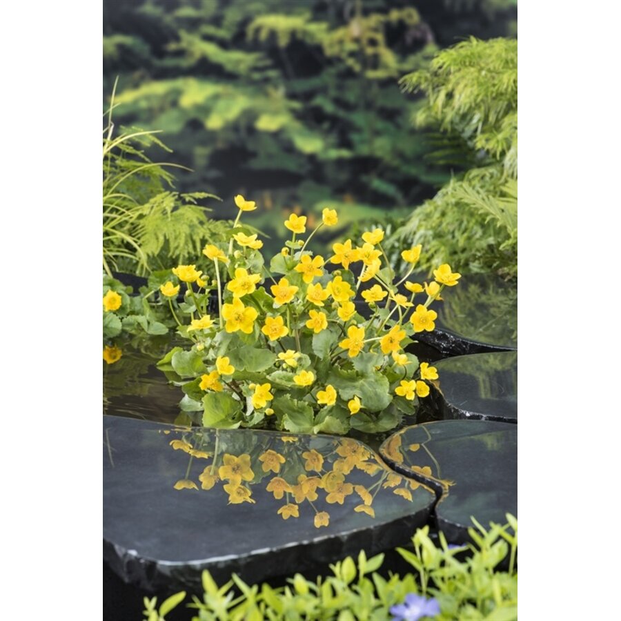 Caltha Palustris | Dotterbloem | In 25CM Mand Kant en Klaar