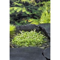 Rotala Rotundifolia Green | Groene Rotala | In 18CM Mand