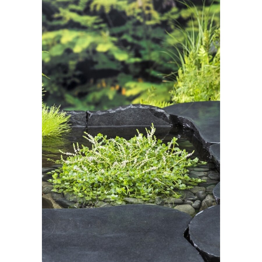 Rotala Rotundifolia Green | Groene Rotala | In 18CM Mand