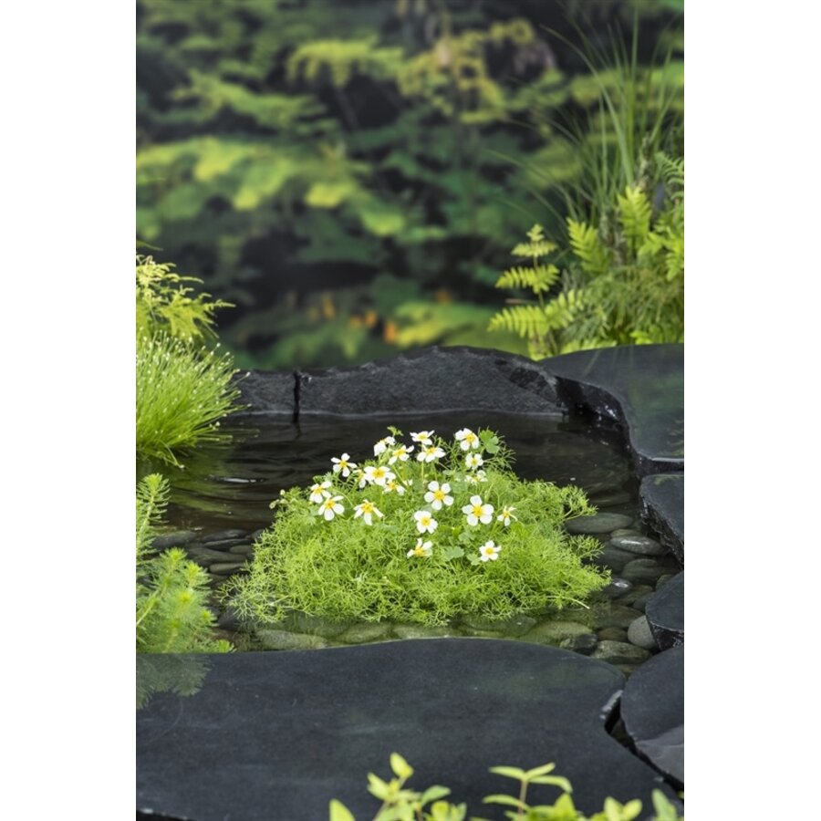 Ranunculus Aquatilis | Waterranonkel | In 18CM Mand